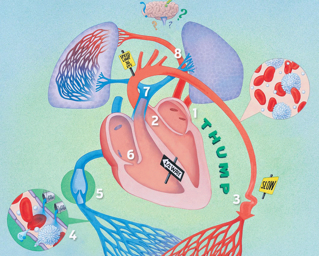 Circulatory System Gif Circulatory System Gif